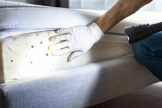 Best Mosquito Control Services  in Fort Totten, ND